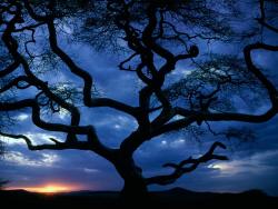 blondebrainpower:Tree at twilight  