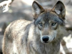 wolveswolves:  Why killing wolves might not save livestock December