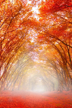 wanderlusteurope:Fiery autumn, Romania
