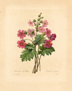 laclefdescoeurs:  Primula Sinensis, 1827-33, Pierre-Joseph Redouté