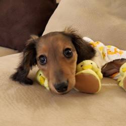 pleatedjeans:omg it’s a DUCKSHUND [knox the dox]