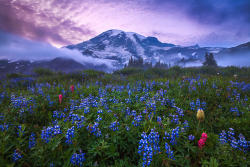 drxgonfly:  Ethereal Bloom Mt. Rainier, Washington (by Alan Howe)