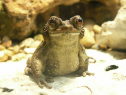 toadschooled:  These toads really don’t look real but I’ll