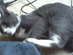 the-absolute-best-gifs:  unimpressedcats: when your leg turns
