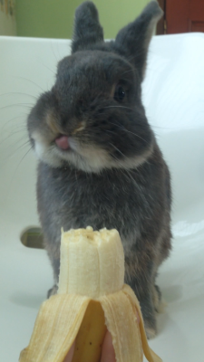 raultherabbit:  chestertubs:  &lsquo;NANA TIME   Nanananananananananananananananananana 