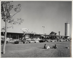 vintagelasvegas:  The Flamingo Hotel, 1953. The neon sign and