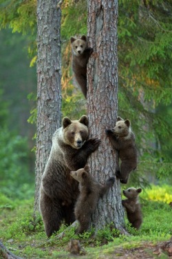 Just another family of tree-huggers (a Grizzly sow with her four