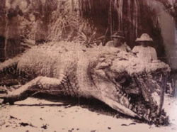 vomit-queen:  sixpenceee:  Crocodile measuring 8.6m (28ft). Shot