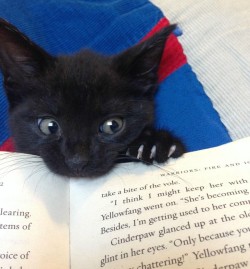 catsbeaversandducks:  The Purrfect Bookmarks  There’s nothing