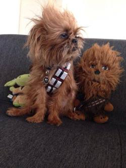 laughingsquid:  Adorable Dog Dressed Up as Chewbacca Wins Third