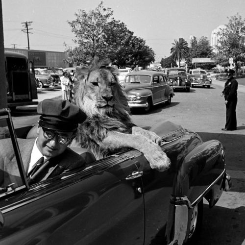Hollywood lion Fearless Fagan taking a ride in the backseat of