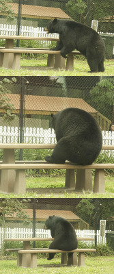 iraffiruse:  Tumblr needs more bears 