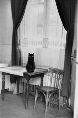 le-narrateur:Cat, Paris, 1953. Photography by Henri Cartier-Bresson