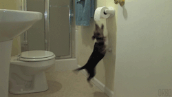 orbo-gifs:  Frustration. 