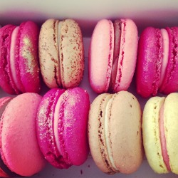 aloelita:  lily-cats:  Got this amazing macarons this morning!