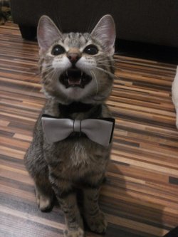 cat-overload:Can I be your Valentine?