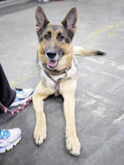 handsomedogs:  German Shepherd at 139th annual Westminster Kennel