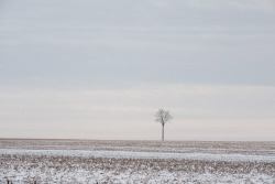 terrysdiary:  Lone Tree