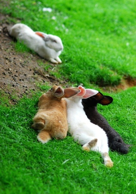 dustidustbunni.tumblr.com/post/97661155519/