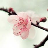 milkpeu:  桜 