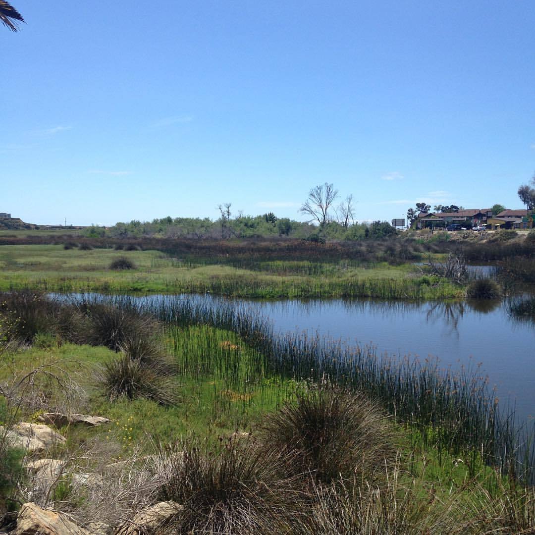 <p>at San Elijo Lagoon County Park and Ecological Reserve</p>