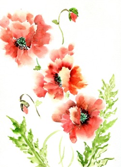 havekat: PoppiesWatercolor and Chinese Ink On Paper2015, 9"x