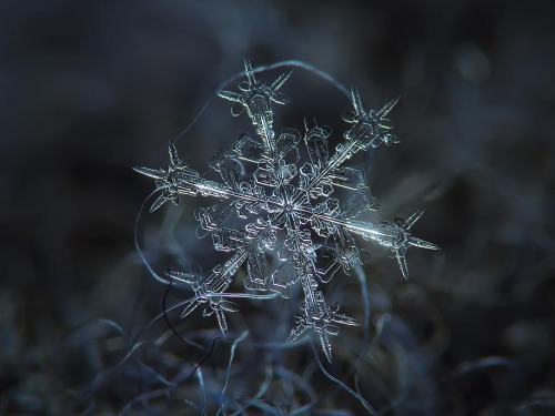 Fragile beauty