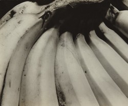 mpdrolet: Bananas, 1930 Edward Weston 