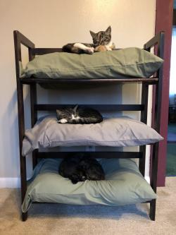 cutepetsuwu:  Three old pillows plus a bookshelf. Instant cat