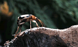 eros-immortel:  shoddyshit:  biomorphosis:  Bombardier Beetle