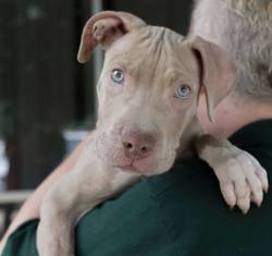 dogsandpupsdaily:  - American Pitbull Terrier. Want more? Follow:http://dogsandpupsdaily.tumblr.com/