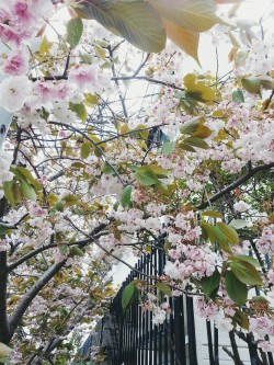 omotteru:  i am forever being distracted by flowers while walking