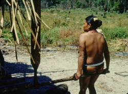   Guyanese woman preparing cassava, from David Attenborough’s