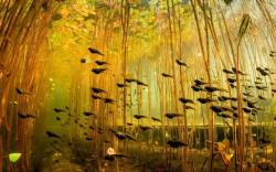 sixpenceee: Tadpoles swimming under lily pads. (Source)