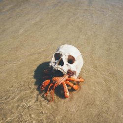viralthings:  Hermit crab using a skull for a shell