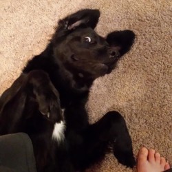 awwww-cute:  I stopped rubbing his tummy and this face happened