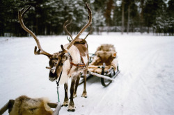 melodyandviolence:  Sami Reindeer Farm, Inari; Finland by 