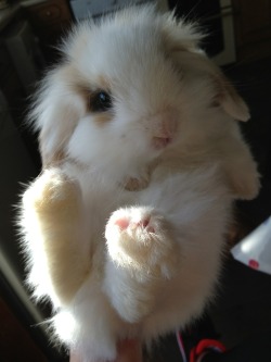 pastel-cutie:  LOOK AT HOW CUTE THIS BUNNY IS!!! :3 