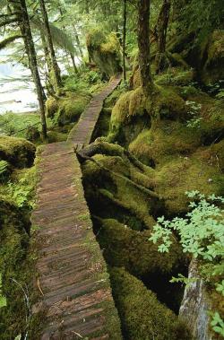 lori-rocks:  The trail to Punchbowl Cove, Misty Fiords National