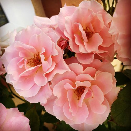 Roses Rosas  https://www.instagram.com/p/CBjPCOCjEec/?igshid=ywxgrd1mxlmz