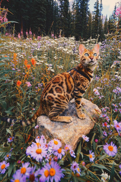 banshy:Little Wildflower by Suki The Cat