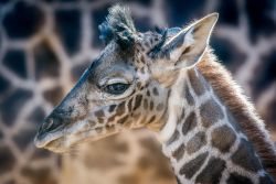 sdzoo:  Baby giraffe born on December 13, 2015 at the San Diego