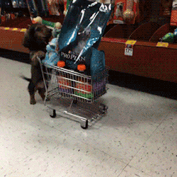 humoristics:Just doing his shopping!