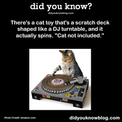 did-you-kno:  There’s a cat toy that’s a scratch deck shaped