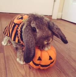 reallycoolanimals:   “Getting into the Halloween spirit”