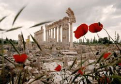 oarv:    The ancient Roman ruins at Baalbek, Lebanon, February