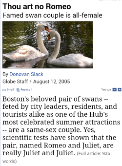 sanguineswanqueen: 💗Reblog if u support these lesbian swans