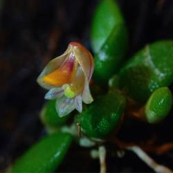 indefenseofplants:  Dendrobium lichenastrum.  #orchid #dendrobium
