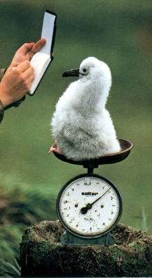 emigrejukebox:Frans Lanting: A baby albatross is weighed in South