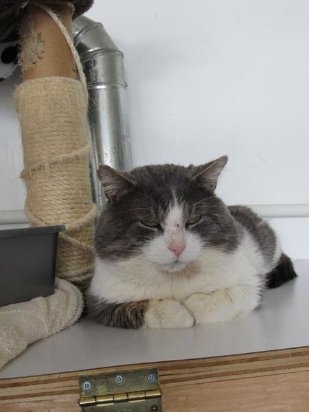    Canadian, Cat-Loving Tumblrers, I need your attention, please. To the Canadian cat lovers of Tumblr, from Ontario; the Valleyfield SPCA is giving out free cats due to the over-population within their establishment. One-hundred cats are being given